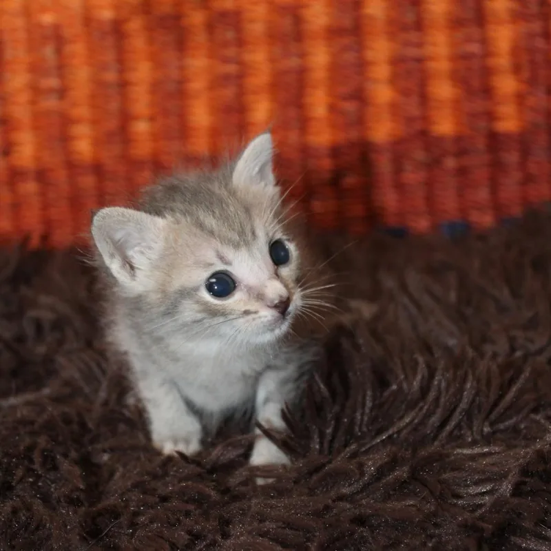 A baby small-sized male Gray / Blue / Silver Domestic Short Hair cat named Drax for adoption in Auburn, AL