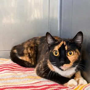 An adult medium-sized female Calico Domestic Short Hair cat named Calliope for adoption in Long Beach, CA