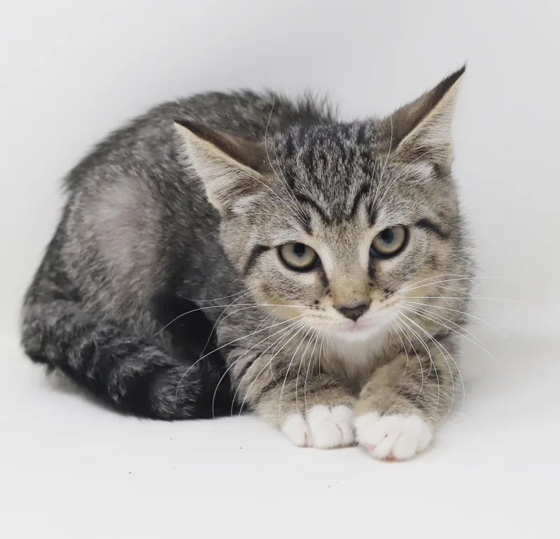 A baby small-sized male Tabby cat named Connections He is so for adoption in Bedford Hills, NY