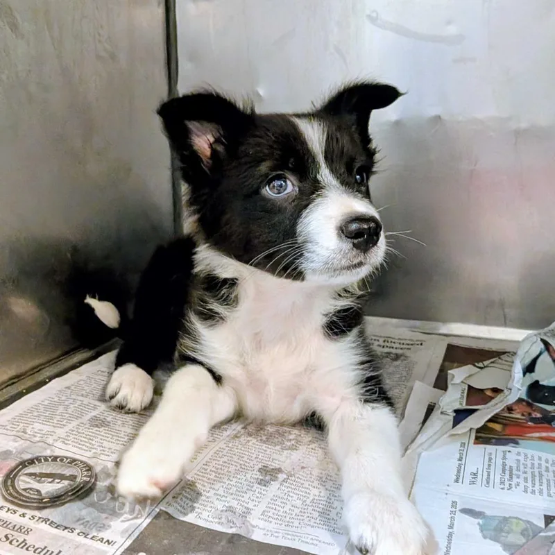 A baby small-sized female Black Shepherd dog named Starfire for adoption in Edinburg, TX