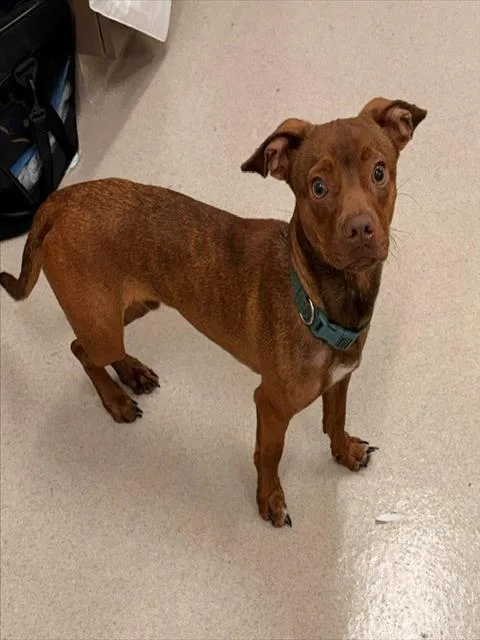 A young small-sized male Chihuahua dog named Brownie for adoption in Baytown, TX