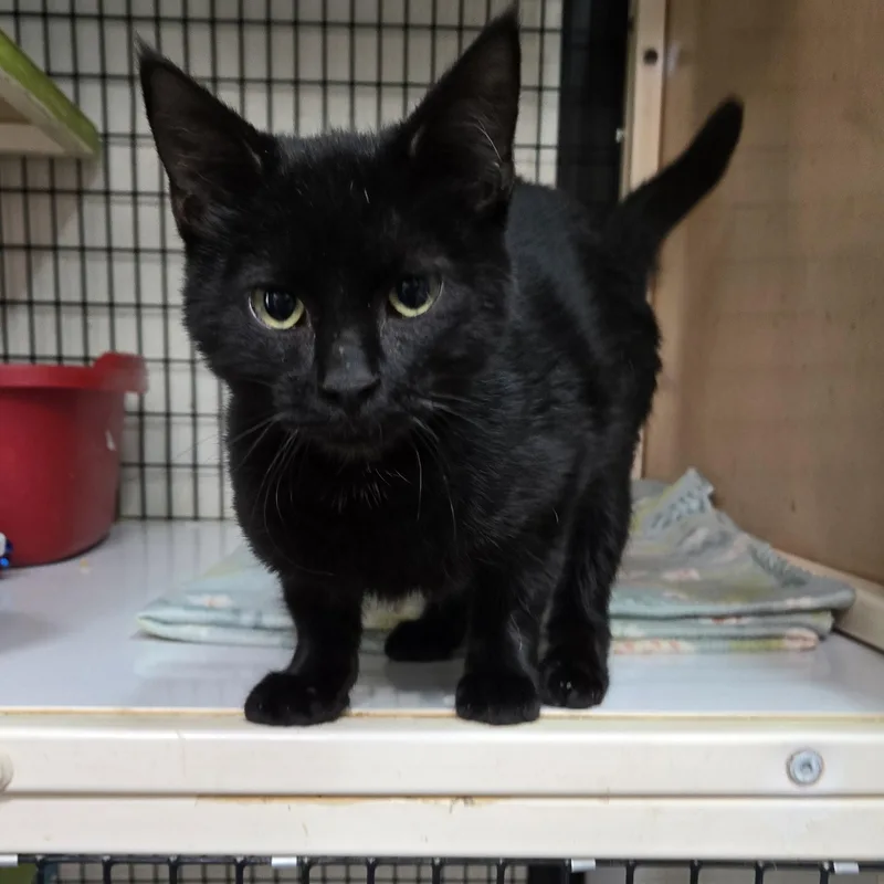 A young medium-sized male Black Domestic Short Hair cat named Archie Mcphee for adoption in Graham, TX