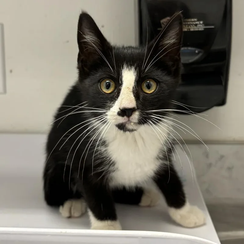 An adult small-sized female Black Domestic Short Hair cat named Elsa for adoption in Rocky Mount, VA