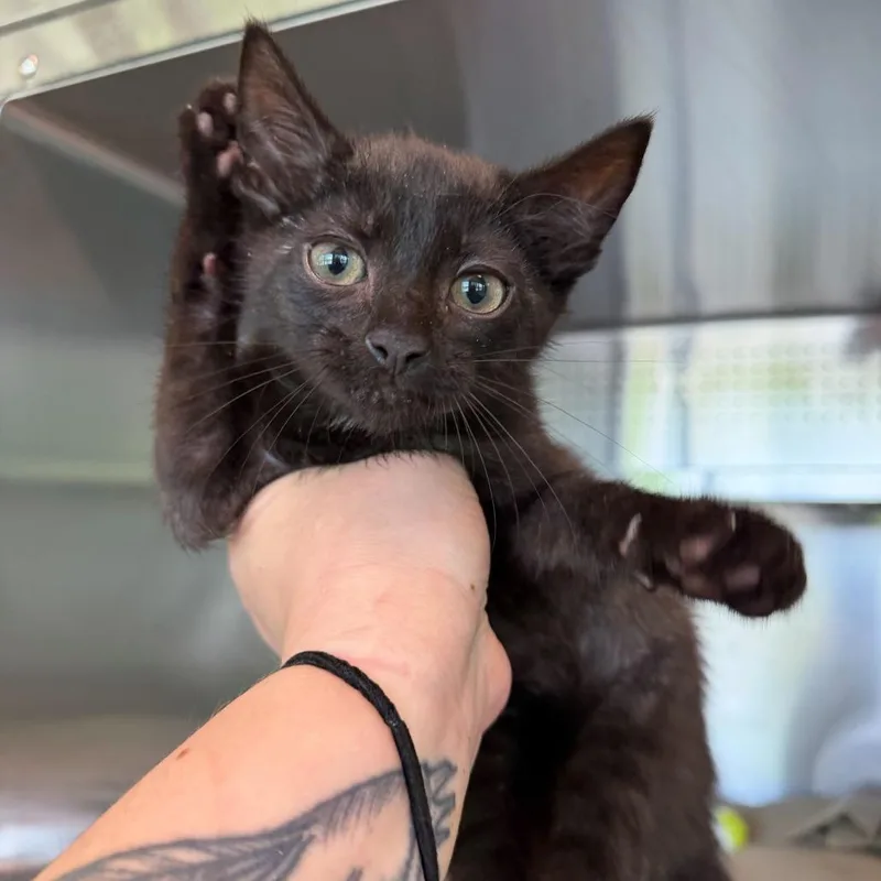 A baby small-sized male Black Domestic Short Hair cat named Wally for adoption in Asheville, NC