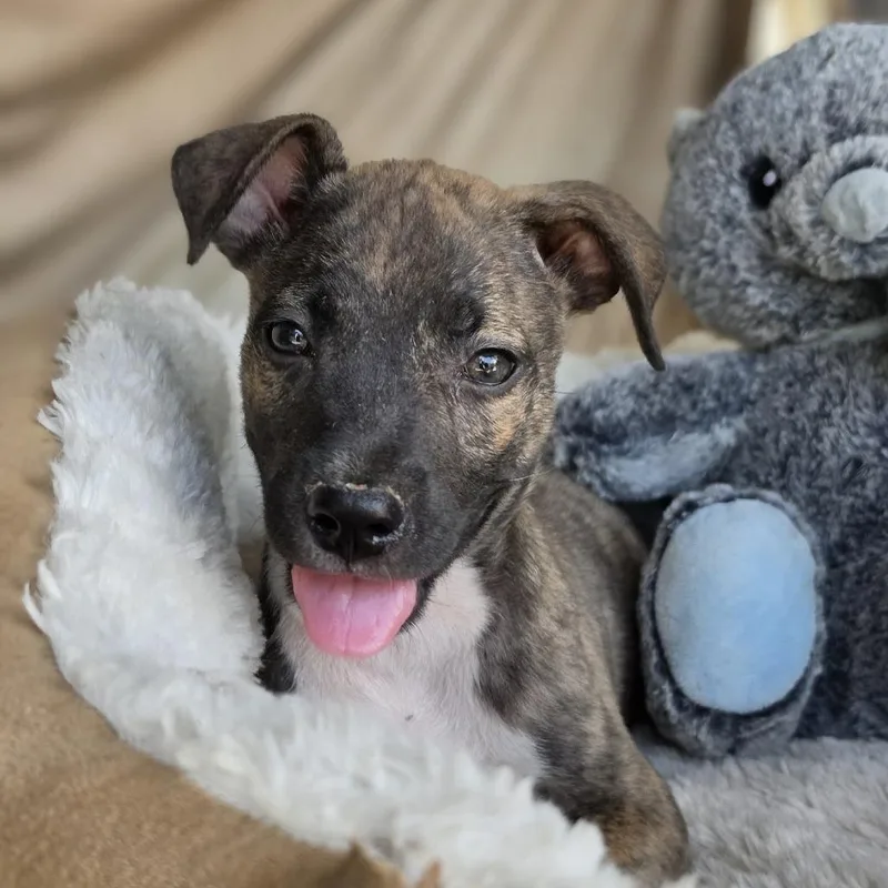 A baby medium-sized male Brindle Mixed Breed dog named Trouble for adoption in Cleveland, TX