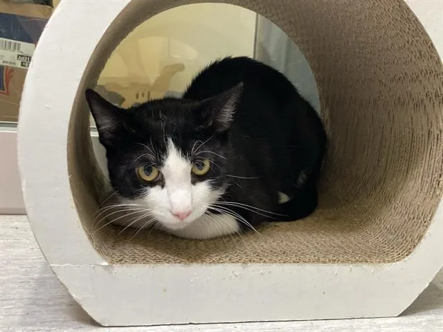A young small-sized male Domestic Short Hair cat named Cullen for adoption in Tustin, CA