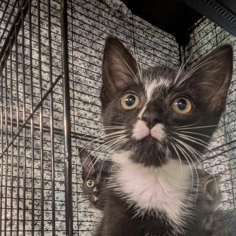 A baby medium-sized male Black & White / Tuxedo American Shorthair cat named Breeze for adoption in Montclair, NJ