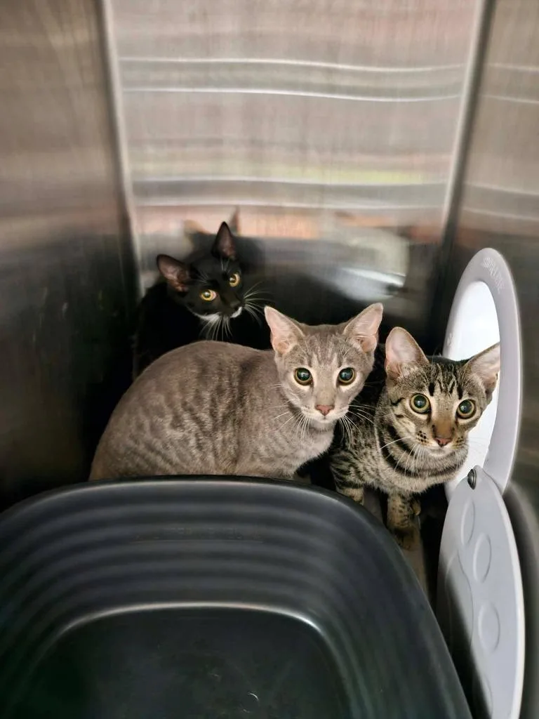 A baby medium-sized male Domestic Short Hair cat named Nash for adoption in Maryville, TN