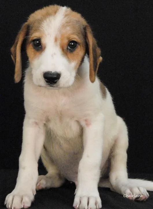 A baby medium-sized male Tricolor (Brown, Black, & White) Hound dog named Bogtrotter for adoption in Newland, NC