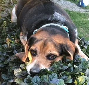 Sebastian thumbnail 4