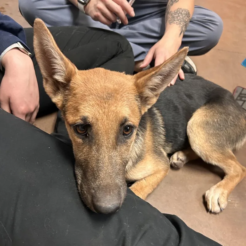 A young medium-sized female Belgian Shepherd / Malinois dog named Spunky for adoption in Flagstaff, AZ