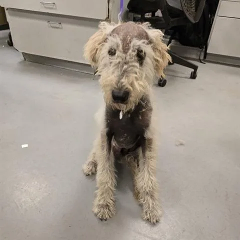 A baby medium-sized male White / Cream Standard Poodle dog named Marley for adoption in Lakehead, CA