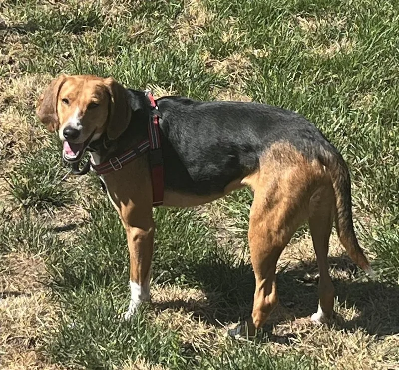 An adult medium-sized male Brown / Chocolate Foxhound dog named Andy for adoption in Louisa, VA