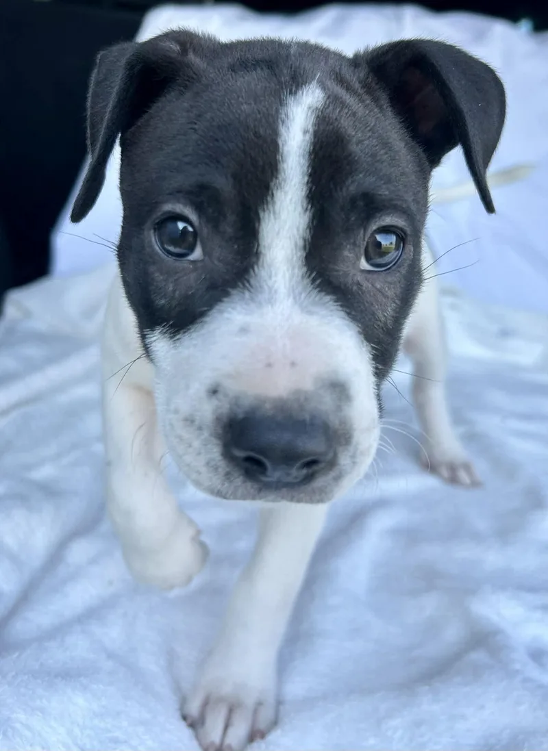 A baby medium-sized male Black Pit Bull Terrier dog named Teton for adoption in Watertown, CT