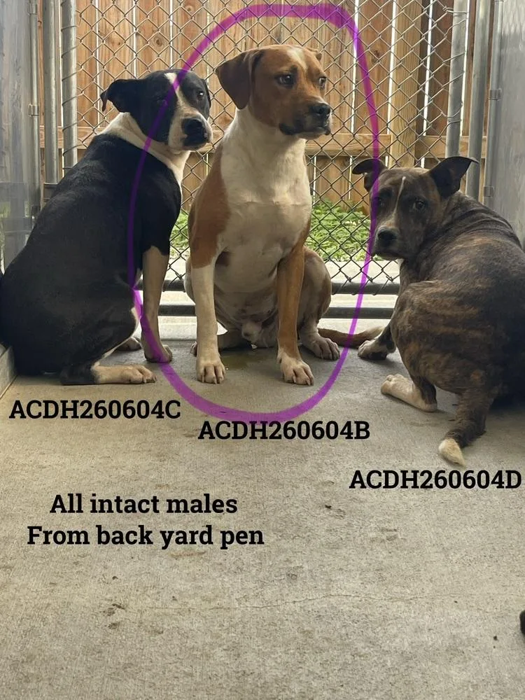 A young medium-sized male White / Cream Mixed Breed dog named Braxton for adoption in Dickson, TN