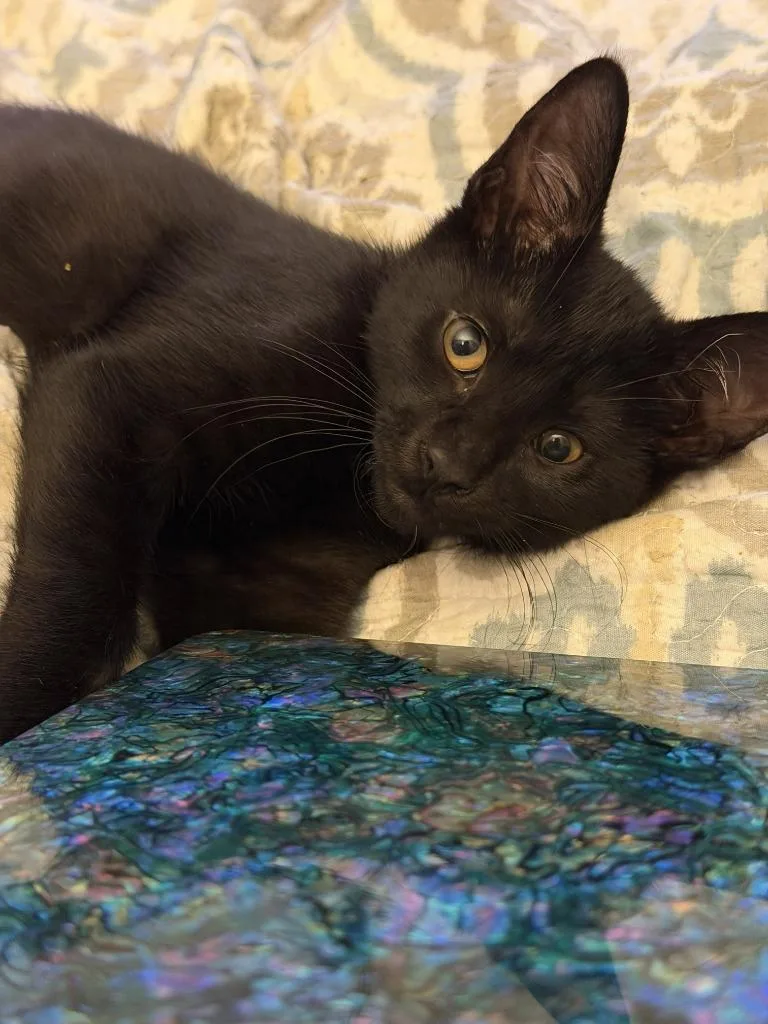 A baby medium-sized male Domestic Short Hair cat named Panther for adoption in Hamilton, OH
