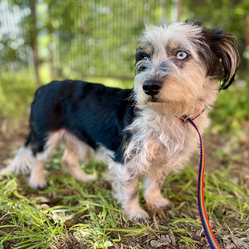 An adult small-sized male Black Cairn Terrier dog named Rebel for adoption in Wimberley, TX