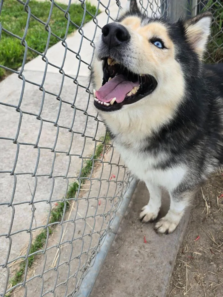 A young medium-sized male Husky dog named Sonic for adoption in Humble, TX