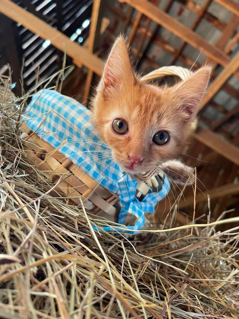 A baby small-sized male American Shorthair cat named Churro for adoption in Richmond, KY