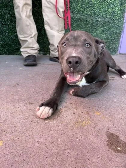 A young large-sized male Merle (Blue) Pit Bull Terrier dog named Morpheus for adoption in El Paso, TX