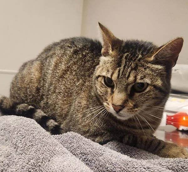 An adult large-sized female Domestic Medium Hair cat named Mocha for adoption in Oakland, CA