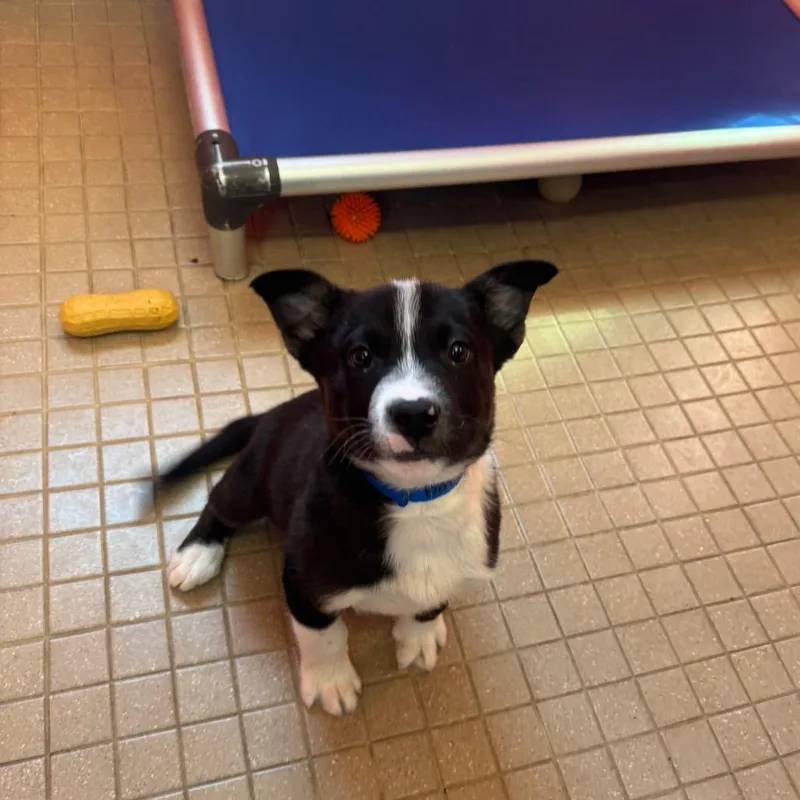 A baby medium-sized male Black Cattle Dog dog named Bentley for adoption in Albuquerque, NM
