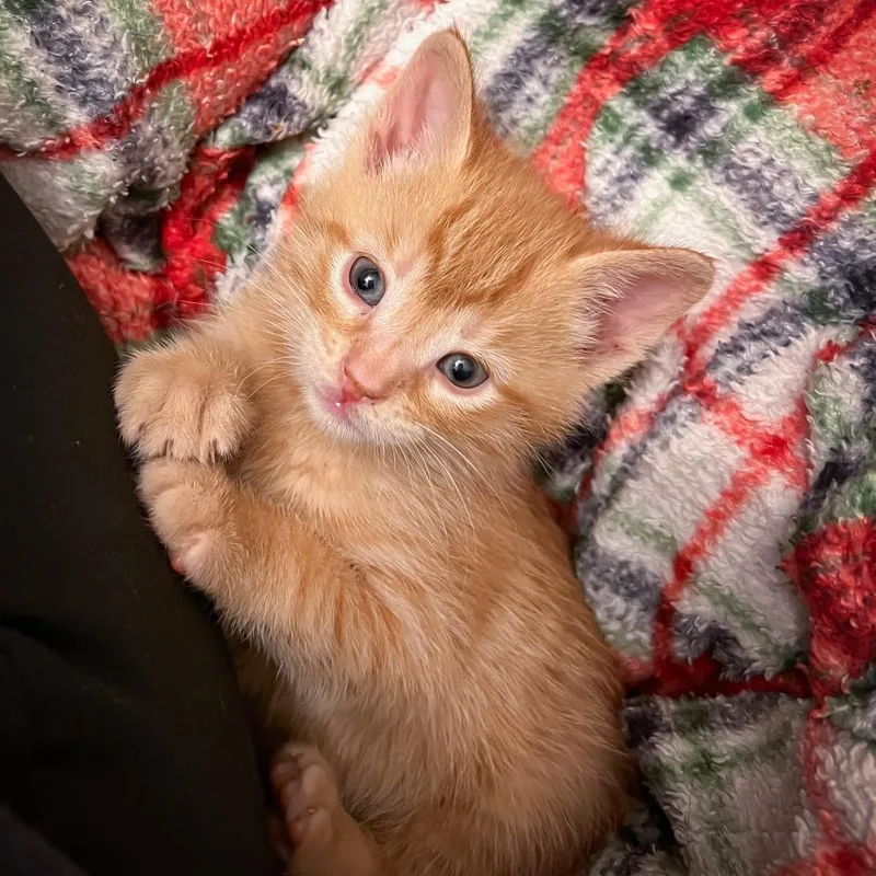 A baby small-sized male Orange / Red Domestic Short Hair cat named Cohen for adoption in West Olive, MI
