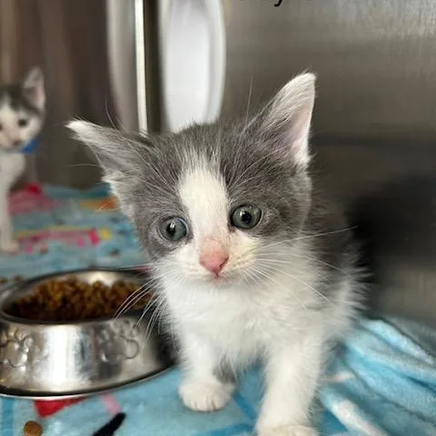 A baby small-sized male Gray / Blue / Silver Domestic Short Hair cat named Soy Sauce for adoption in Knoxville, TN