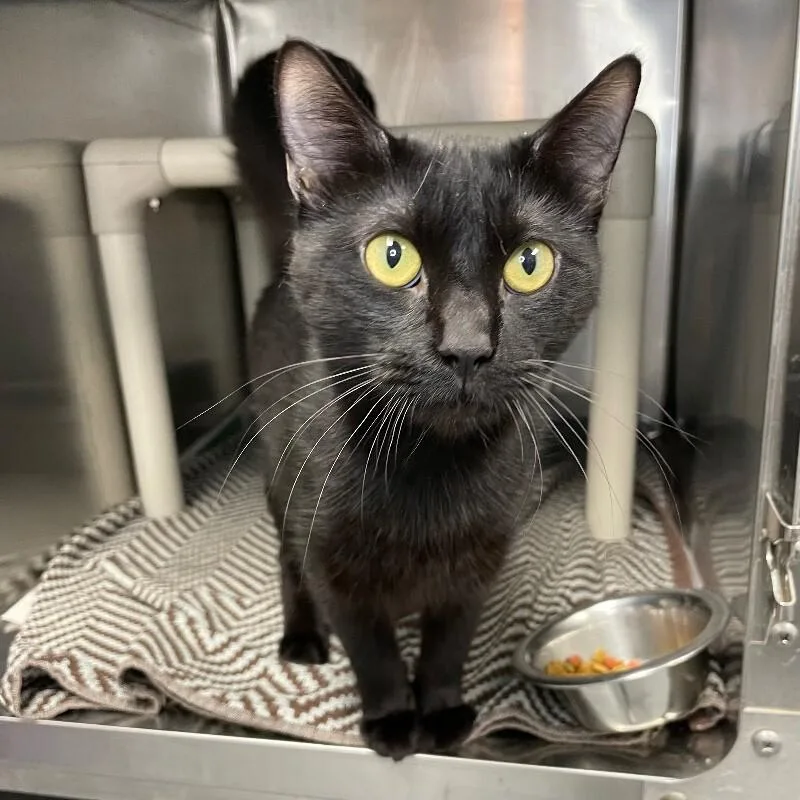 An adult medium-sized male Domestic Short Hair cat named Sweet for adoption in Roanoke, VA