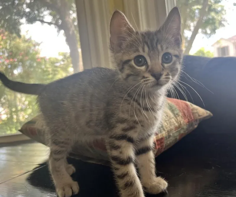 A baby small-sized male American Shorthair cat named Ivar for adoption in Houston, TX