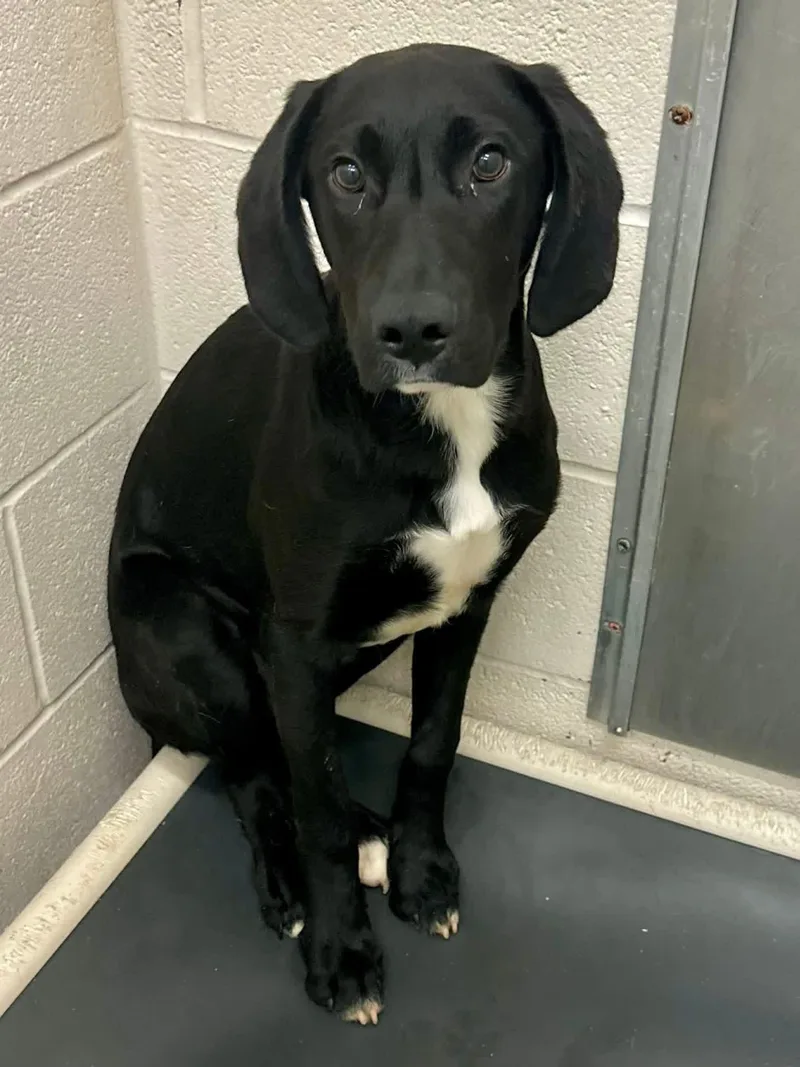 A young medium-sized male Black Labrador Retriever dog named Itty for adoption in Sherman, TX
