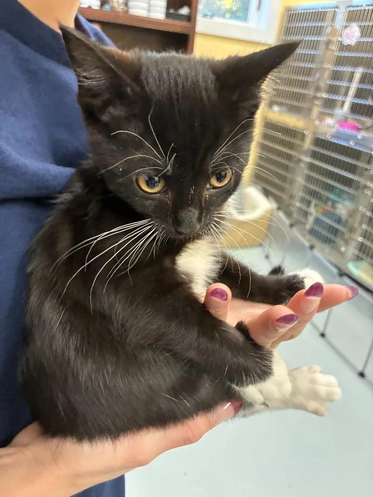 A baby medium-sized female American Shorthair cat named Sun Bear for adoption in Culpeper, VA