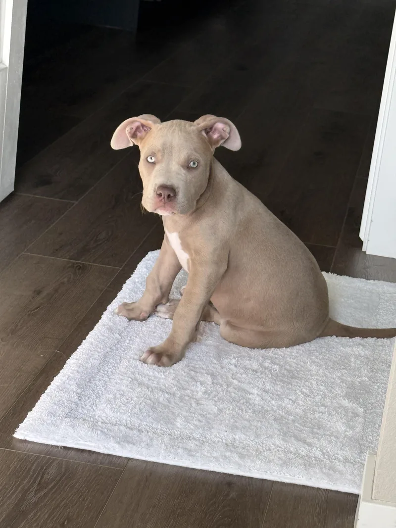 A baby medium-sized female Yellow / Tan / Blond / Fawn Staffordshire Bull Terrier dog named Leah for adoption in Fort Collins, CO