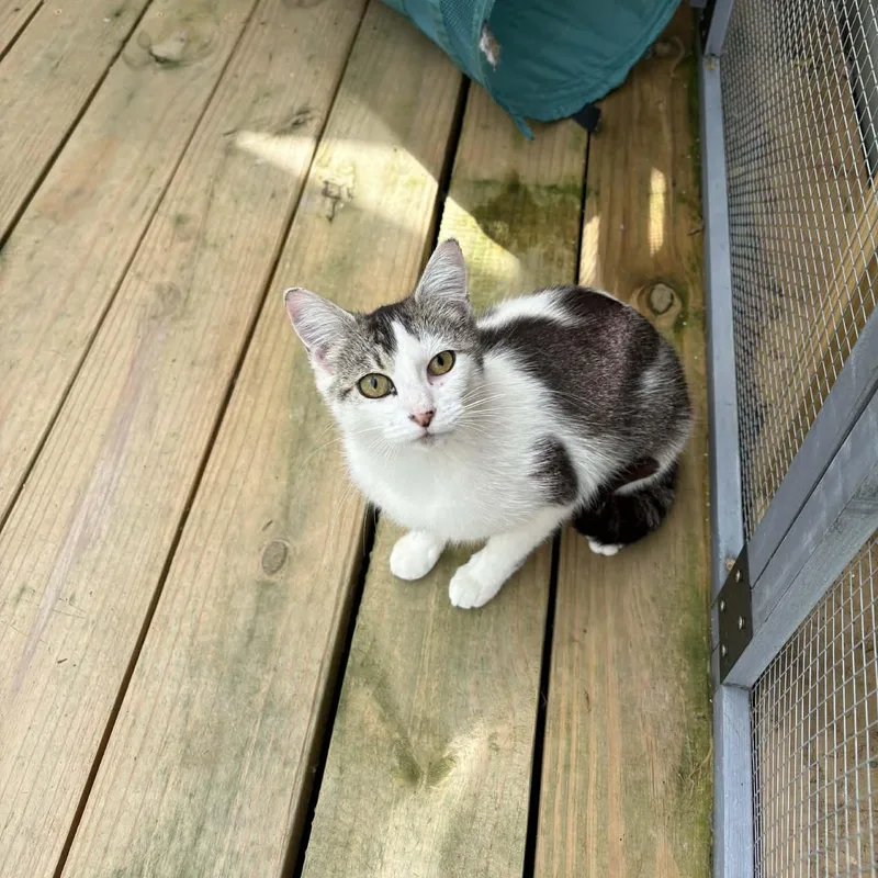 A young medium-sized female White Domestic Short Hair cat named Swan for adoption in Ona, WV