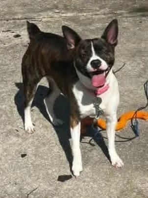An adult medium-sized female Boston Terrier dog named Darla for adoption in Warren, MI