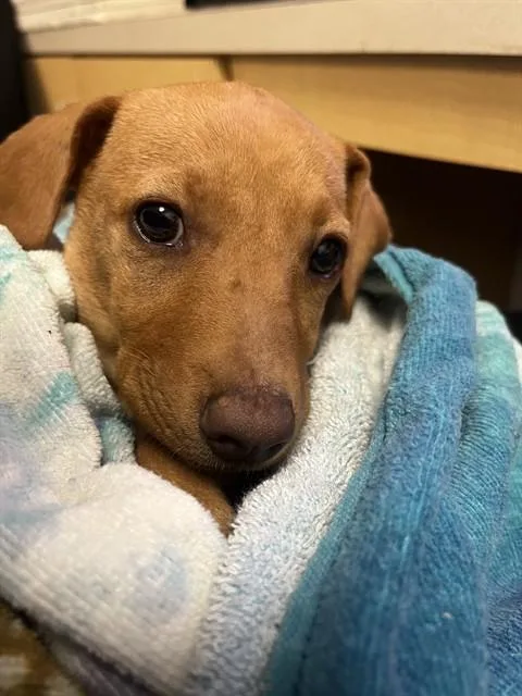 A baby small-sized female Labrador Retriever dog named Elena for adoption in Corpus Christi, TX