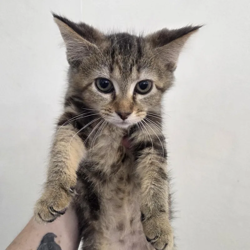 A baby medium-sized female Tabby (Brown / Chocolate) Domestic Short Hair cat named Sailor Pluto for adoption in Chattanooga, TN