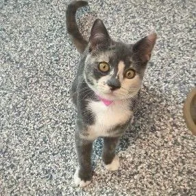 A young small-sized female Tortoiseshell Domestic Short Hair cat named Paprika for adoption in Buffalo, MN