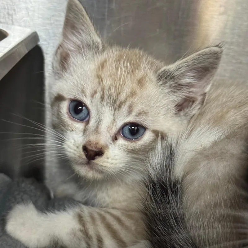 A baby small-sized male Cream / Ivory Domestic Short Hair cat named Antelope for adoption in Shinnston, WV