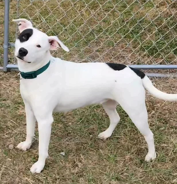An adult medium-sized female Pit Bull Terrier dog named Basil for adoption in Brunswick, GA