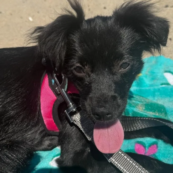 A baby small-sized female Terrier dog named Dinah Jane for adoption in Los Angeles, CA