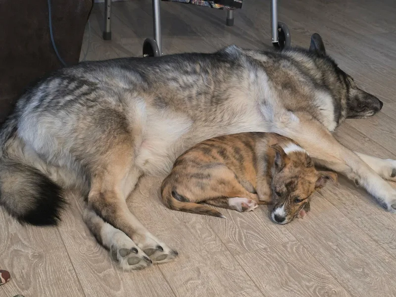 A baby medium-sized female Cattle Dog dog named Olive Garden for adoption in Salt Lake City, UT