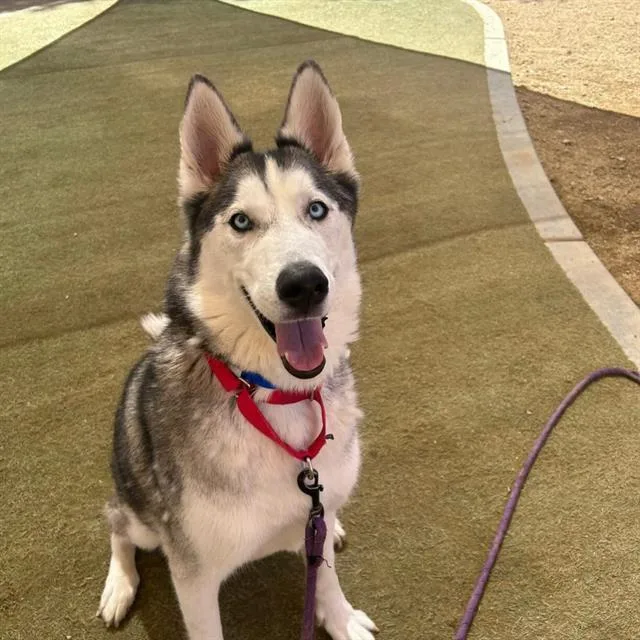 A young large-sized male Siberian Husky dog named Otter Pop for adoption in Las Vegas, NV