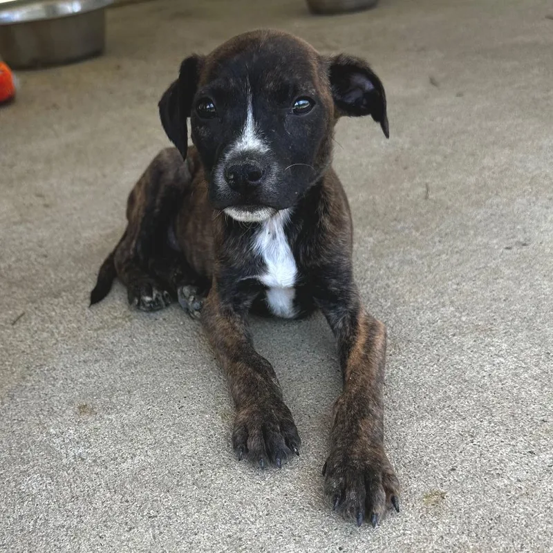 A baby small-sized female Brindle Terrier dog named Camille for adoption in Blue Ridge, GA