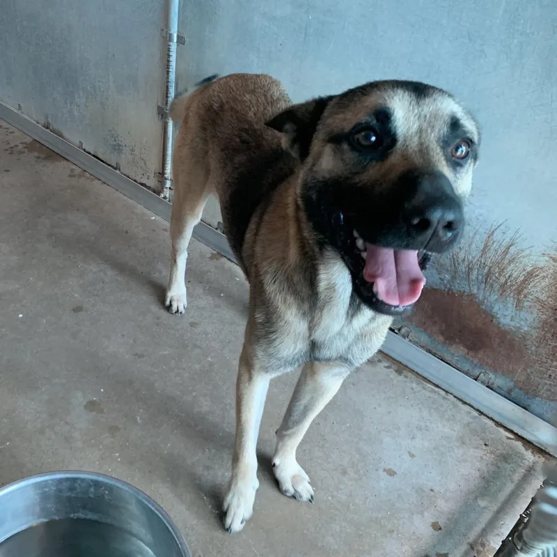 An adult medium-sized male Brown / Chocolate Shepherd dog named Evian for adoption in Edinburg, TX