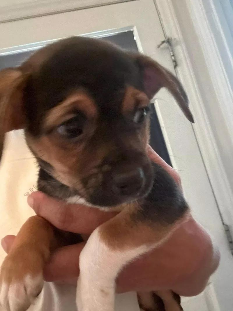 A baby small-sized male Chihuahua dog named Snoopy for adoption in Matthews, NC