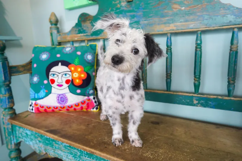 An adult small-sized female Black Miniature Poodle dog named Sherbet for adoption in San Antonio, TX