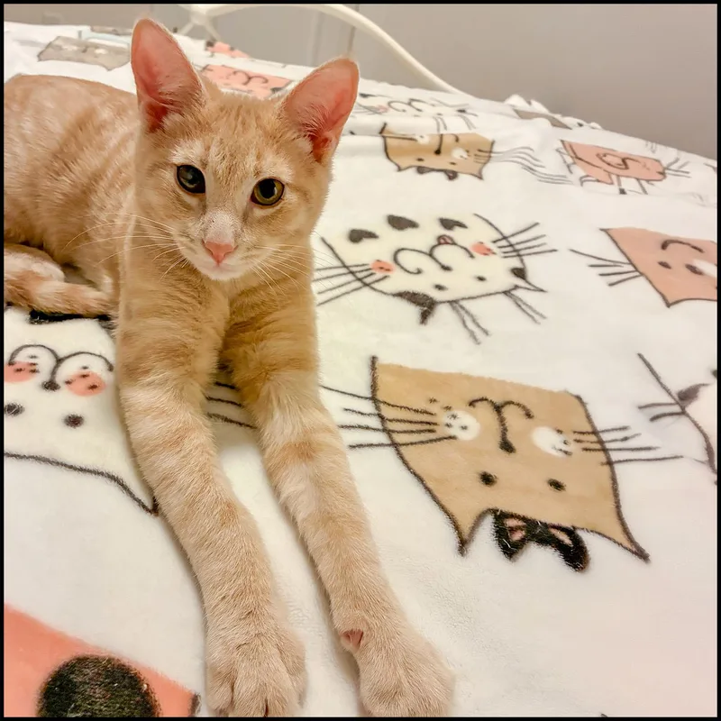 A young medium-sized male Orange / Red Domestic Short Hair cat named Audi for adoption in Roswell, GA