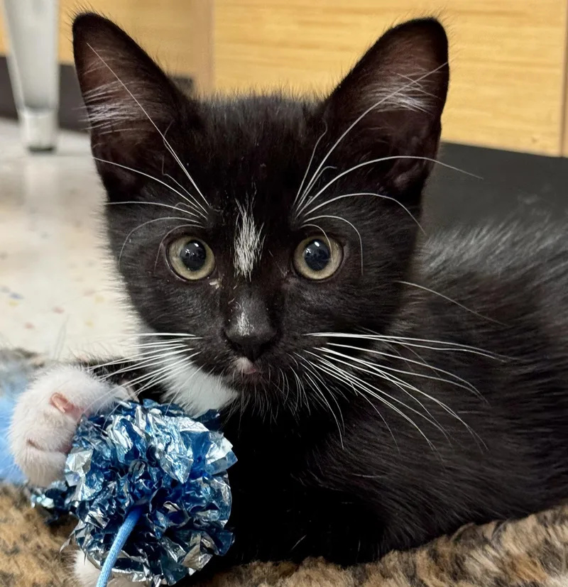 A baby medium-sized male Black Domestic Short Hair cat named Cantaloupe for adoption in Othello, WA