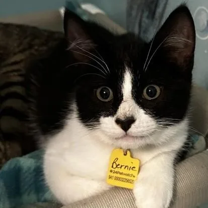 A baby medium-sized male Black & White / Tuxedo Tuxedo cat named Bernie Good Looking for adoption in Hoquiam, WA